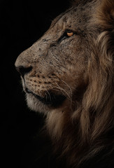 Young male lion from masai mara, Kenya. Dark & moody scenes perfect for posters, wallpapers or to be printed for home or office.