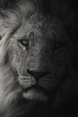 Young male African lion from masai mara, Kenya. Dark & moody image, perfect for posters, wallpapers or to be printed for home or office walls.