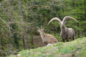 Alpineibex with big horns in a forest background