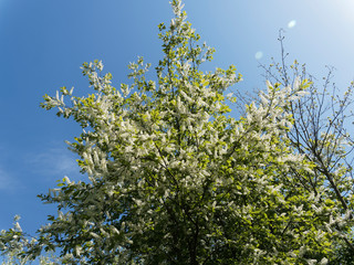 (Prunus padus) Hoher Strauch von Gewöhnliche Traubenkirsche mit gewölbte Krone und rutenförmigen Zweige hängen über bedeckt mit weißen Blumen