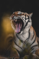 Close up portrait of sub adult tiger from india. Yawning wild tiger. Roaring wild tiger.  Dark & moody image perfect for posters, wallpapers or to be printed for home or office.