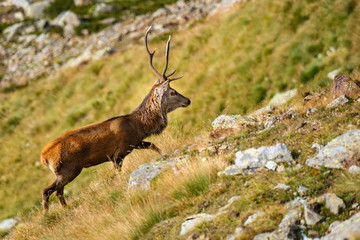 Cervi in Val Grande (BS)