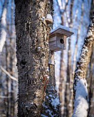 birdhouse on a tree
