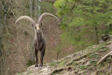 Alpineibex with big horns in a forest background