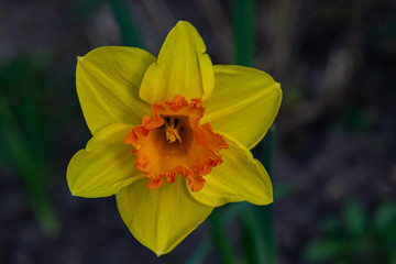 yellow narzissus daffodil narzisse close up in spring