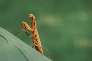 Macro shot of a mantis on a blurry background. There is a place for writing text. The photo can be...