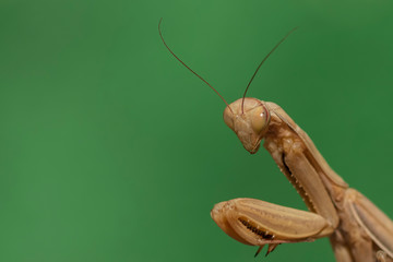 Macro shot of a mantis on a blurry background. There is a place for writing text. The photo can be used as a meme.