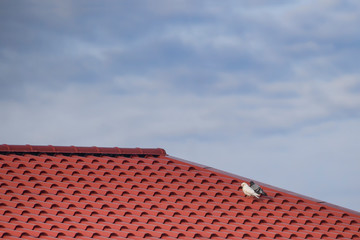 A fragment of a light blue sky and a metal roof on which two pigeons sit - a symbol of love, memory and well-being.