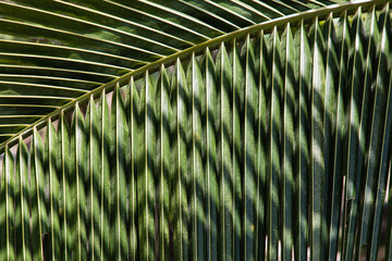 Palm three leaves