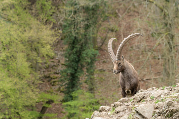 Alpineibex with big horns in a forest background