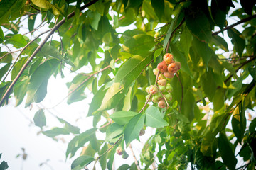 Closeup baby green and red rose apples on a tree in the garden with green leaves isolated rose apple tree with sunshine in the morning.