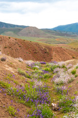 yellow hills and ravines in steppe, arid landscape under clouds, mountains with traces of soil erosion, pasture for goats and sheep