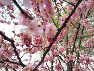 pink cherry blossom in spring