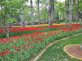 Fototapeta na wymiar tulips in the park in china