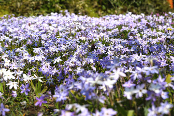 ハナニラ（イフェイオン）