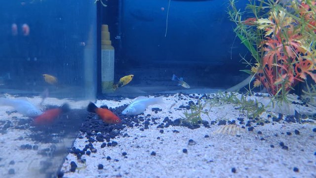 platy and molly aquarium
