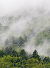 Brume s'évaporant de la forêt dans le massif du Vercors