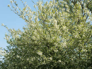 Fototapeta premium (Prunus padus) Hoher Strauch von Gewöhnliche Traubenkirsche mit gewölbte Krone und rutenförmigen Zweige hängen über bedeckt mit weißen Blumen