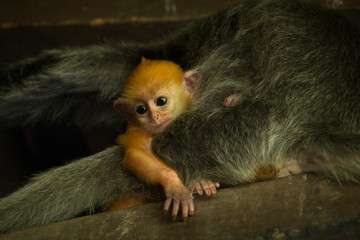 East Malaysia. island of Borneo. The name of the monkey Langur (monkey family) comes from a word...