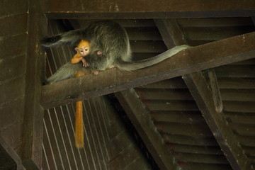 East Malaysia. island of Borneo. The name of the monkey Langur (monkey family) comes from a word...