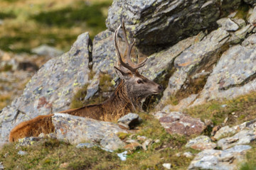 Cervi in Val Grande (BS)