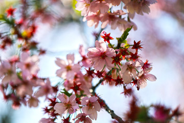 桜