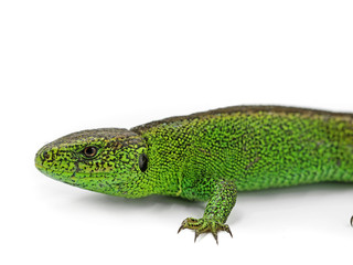 male european green sand lizard, Lacerta agilis, isolated on white background, close up