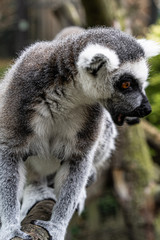 Ring-tailed lemur playing lemur on grass in zoo