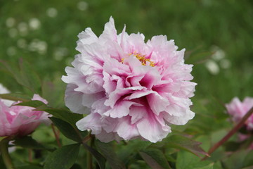 Obraz premium Peony bud spring flower blossom