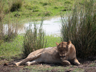 Fototapeta na wymiar Amboseli 43