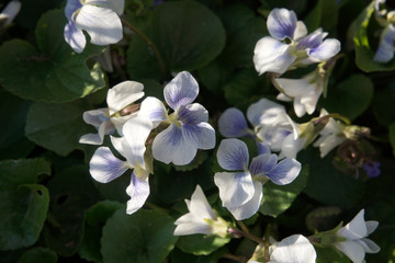 Close up of white and lilac violets