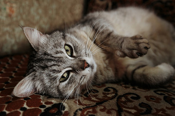 Pregnant cat lying on the bed