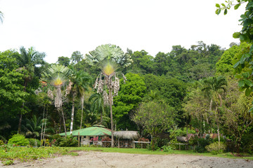 Fototapeta premium Palma del viaggiatore