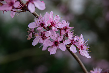 close up Ornamental plum blossoms