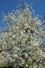 Orchard in spring with blossoming trees