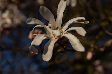 white magnoila close up in spring