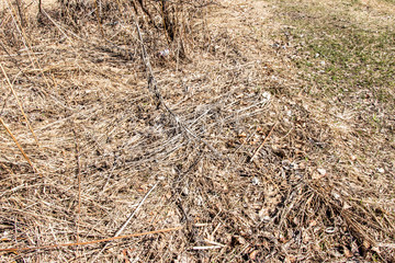 
Dry last year's grass background texture