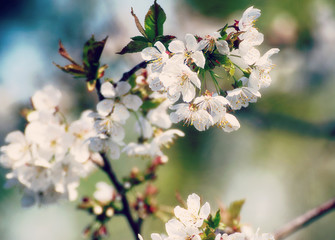 Spring in Bayern, April brings white blossoms on the apple trees against the blue sky, close up, soft focus