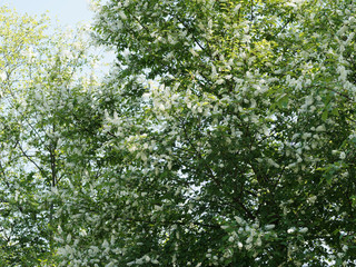 (Prunus padus) Blütezeit von Gewöhnliche Traubenkirsche oder Vogelkirsche mit langen weißen Blüten aufrechten   