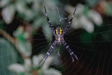 spider on web