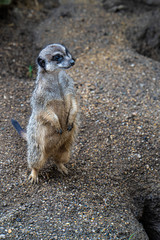 Suricata cute guardian of family well-being