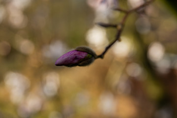 white magnolia close up in sunnshine
