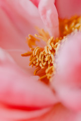 Fototapeta premium Photographie macro sur une pivoine