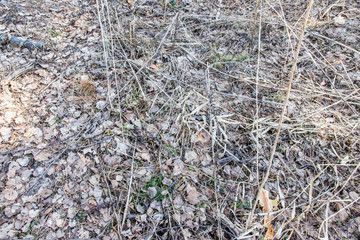 
Dry last year's grass background texture