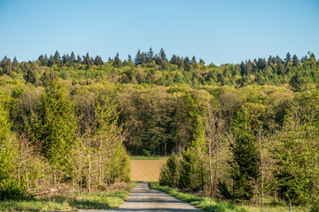 Wiederaufforstung im Mischwald
