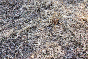 
Dry last year's grass background texture