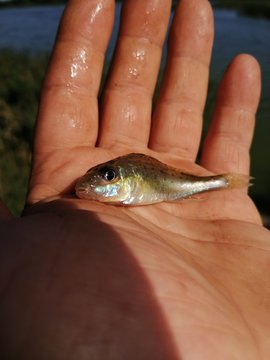 rybka