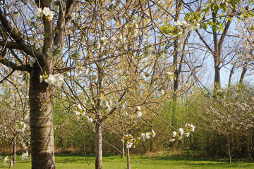 Spring landscape in Bayern: first white blossoms on the apple tree branches in the orchard, soft focus