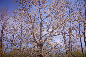 Spring in Bayern, pink-white blossoms on the apple trees in the orchard against a blue sky, soft focus