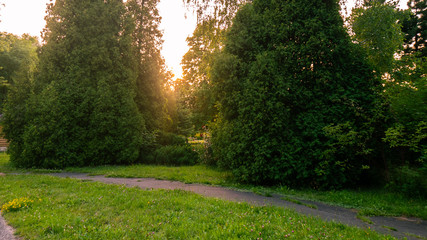 Naklejka premium Zachód słońca w parku latem.